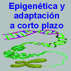 epigenetica