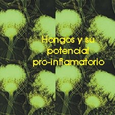 hongos