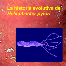 helicobacter